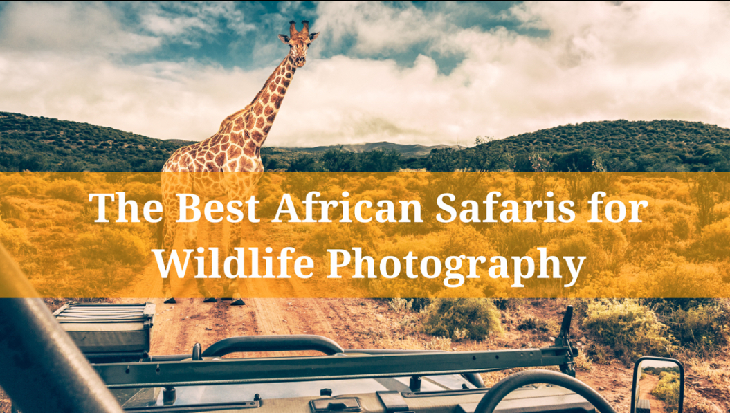 The Best African Safaris for Wildlife Photography - Kelly Lynn's Sweets ...